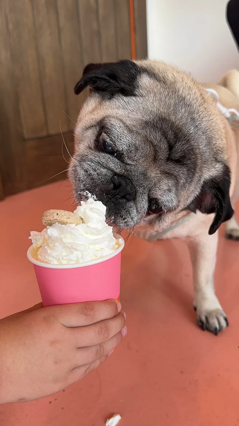 A pug with a puppuccino